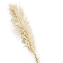 Load image into Gallery viewer, Dried natural pampas